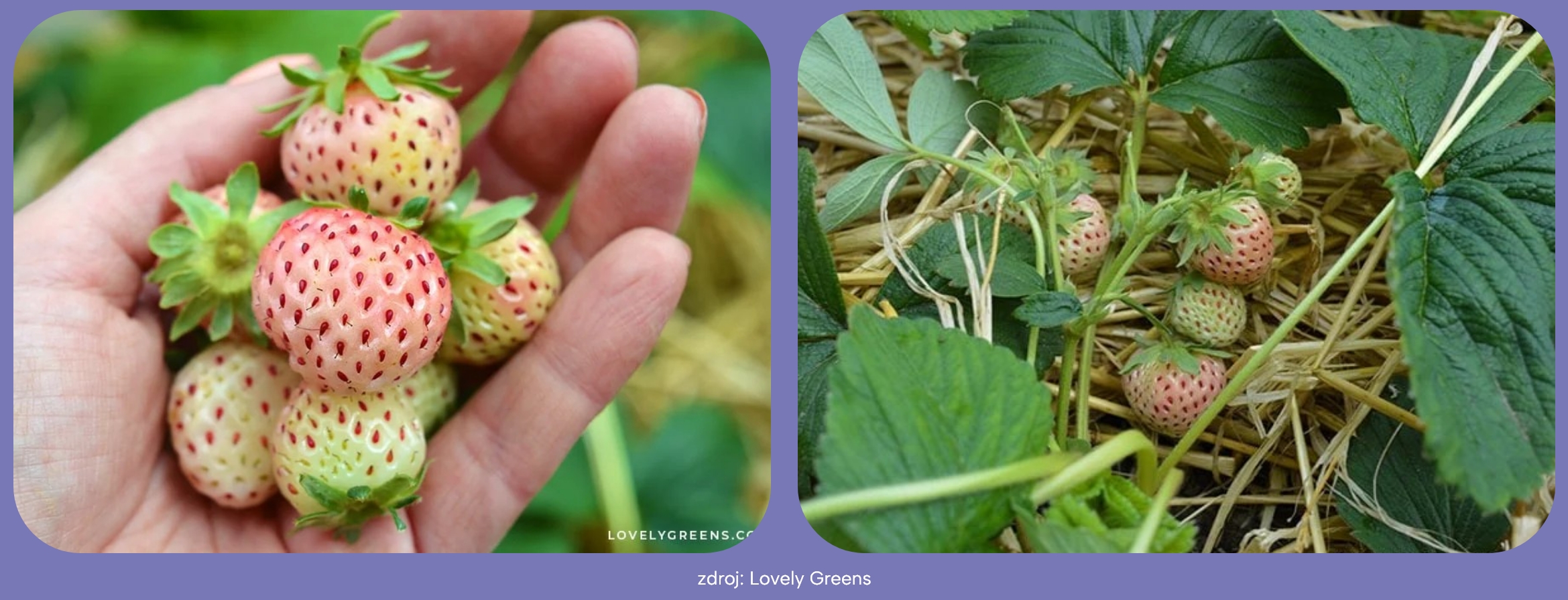 Pineberries